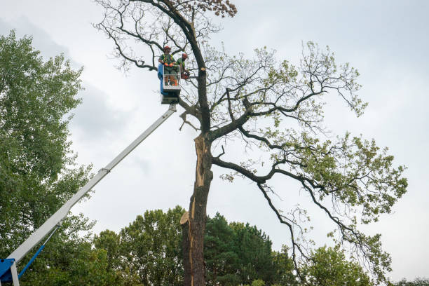 Best Tree Trimming and Pruning  in Marianne, PA