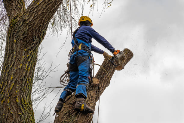 Best Root Management and Removal  in Marianne, PA