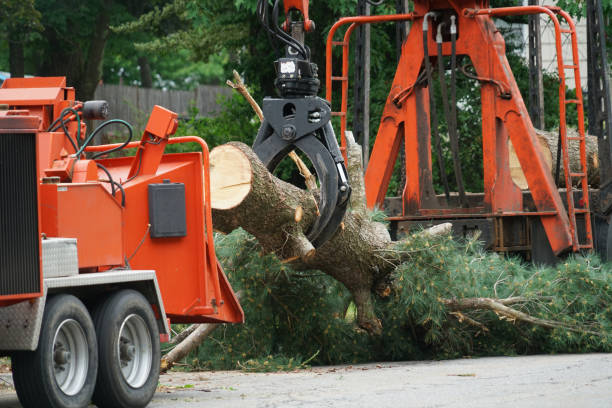 Reliable Marianne, PA Tree Services Solutions